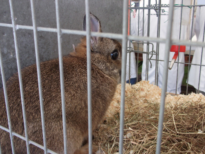 DSCF3698 - New Forest Show