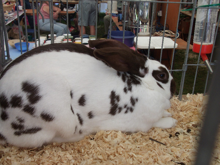DSCF3699 - New Forest Show