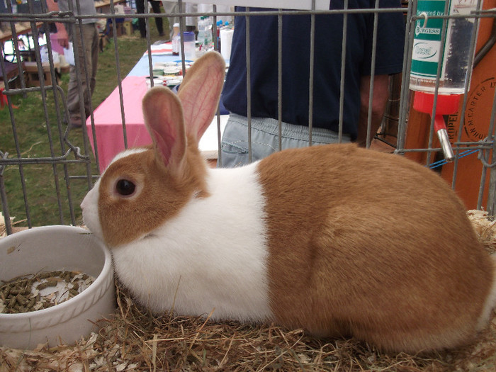 DSCF3701 - New Forest Show