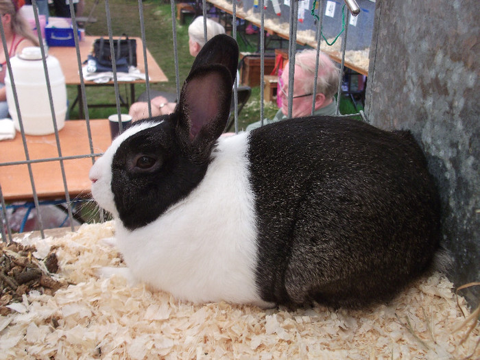 DSCF3702 - New Forest Show