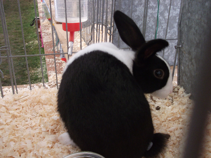 DSCF3703 - New Forest Show