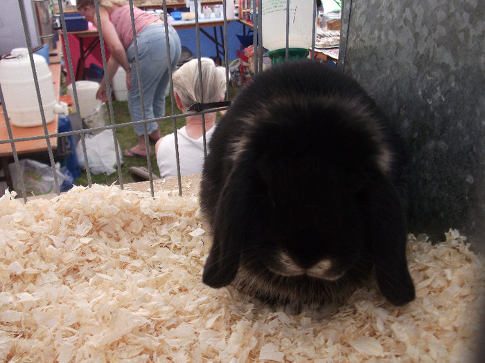 DSCF3704 - New Forest Show