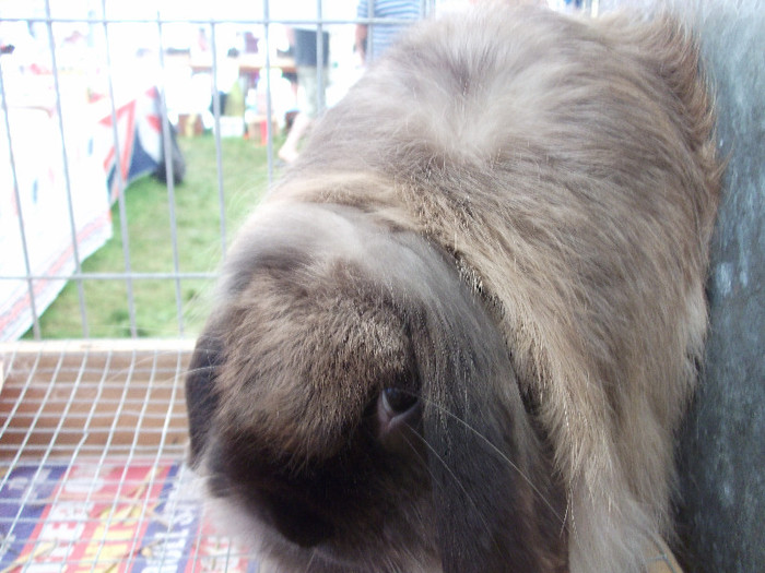 DSCF3705 - New Forest Show