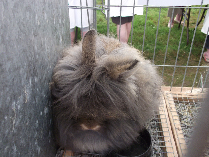 DSCF3707 - New Forest Show