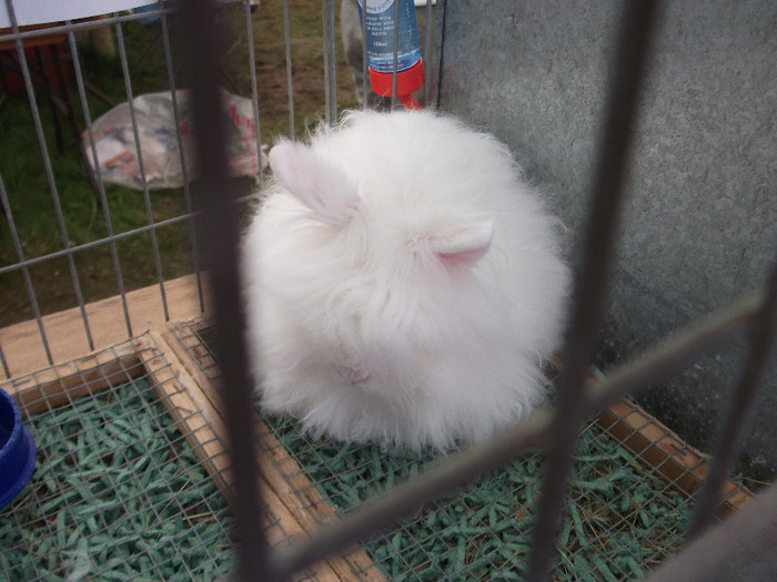 DSCF3709 - New Forest Show