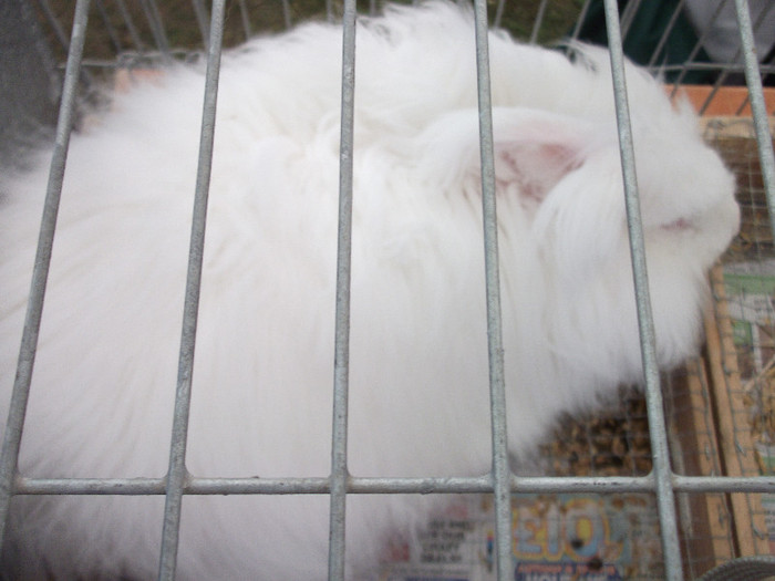 DSCF3710 - New Forest Show