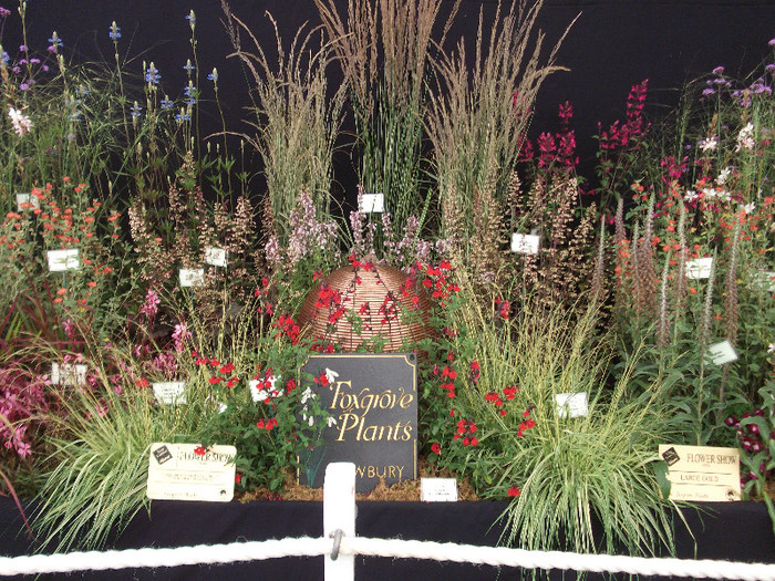 DSCF3738 - New Forest Show