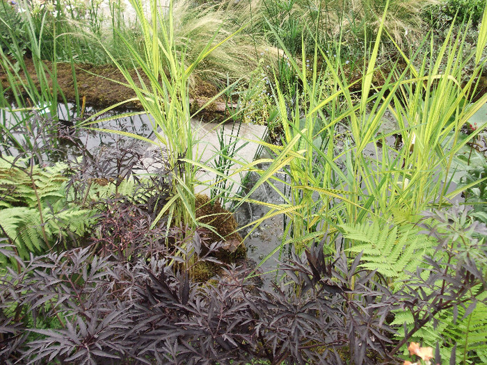 DSCF3741 - New Forest Show