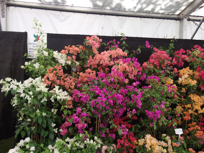 DSCF3744 - New Forest Show