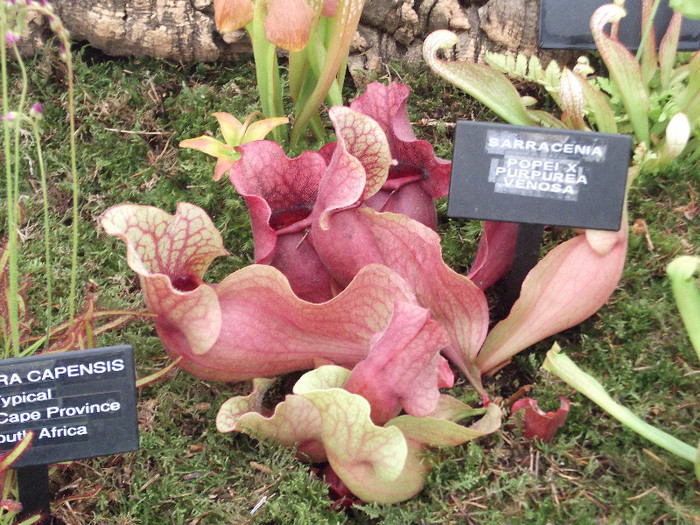 DSCF3749 - New Forest Show