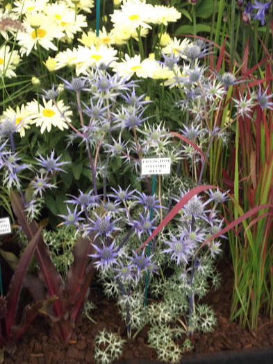 DSCF3752 - New Forest Show