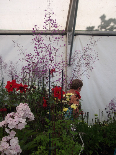 DSCF3759 - New Forest Show