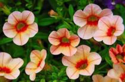 calibrachoa - 2012 FLORI VARA