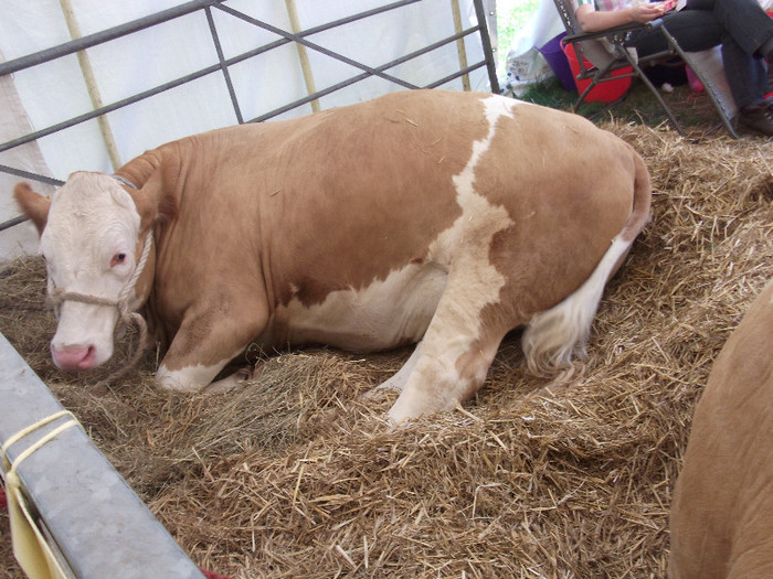 DSCF3930 - New Forest Show