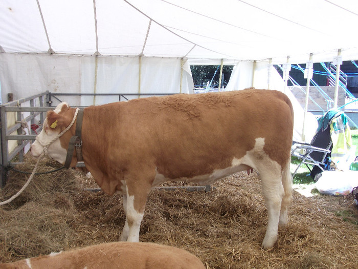 DSCF3931 - New Forest Show