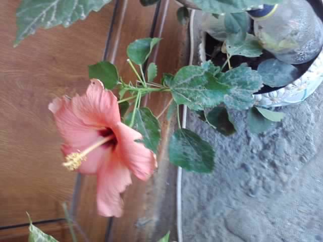 P240912_00.36 - hibiscusi-2012-1