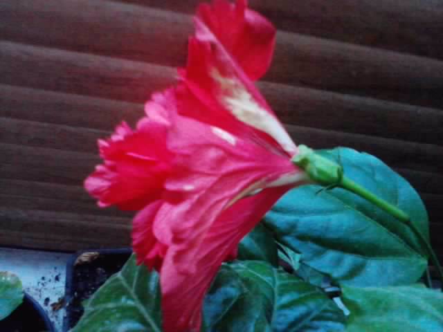 multumesc - hibiscusi-2012-1