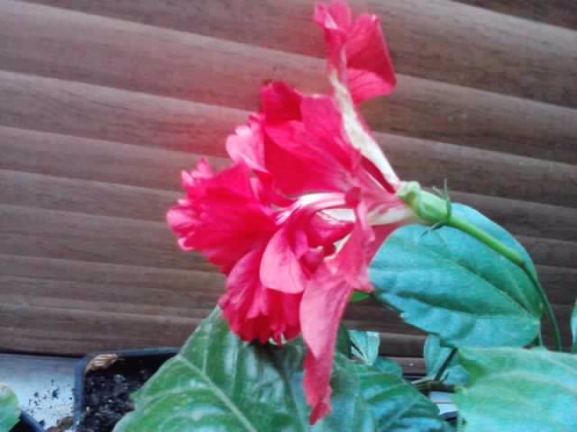 P270912_21.03 - hibiscusi-2012-1