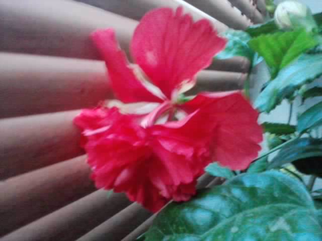 P270912_21.03_[02] - hibiscusi-2012-1