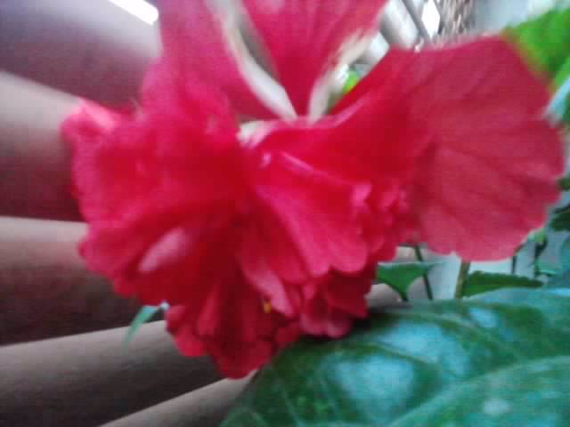 P270912_21.03_[03] - hibiscusi-2012-1