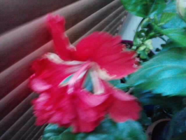 P270912_21.04_[01] - hibiscusi-2012-1