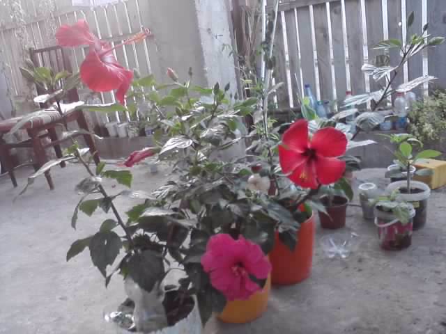 P270912_21.58 - hibiscusi-2012-1