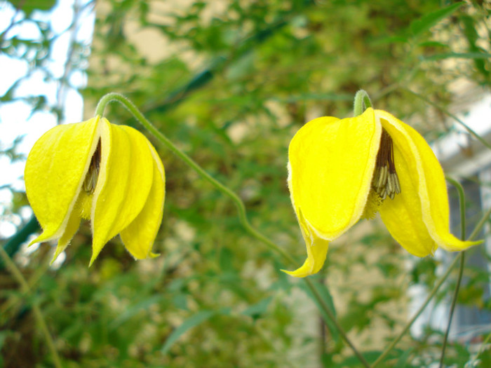 Clematis tangutica "Bill MacKenzie" - Clematis 2012