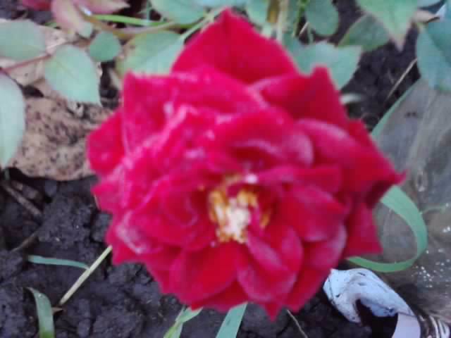 fairy rosu - roze 2012-2