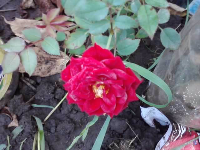 P280912_21.24_[02] - roze 2012-2