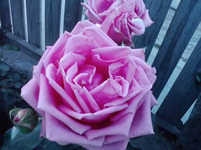 new dawn -urcator - roze 2012-2