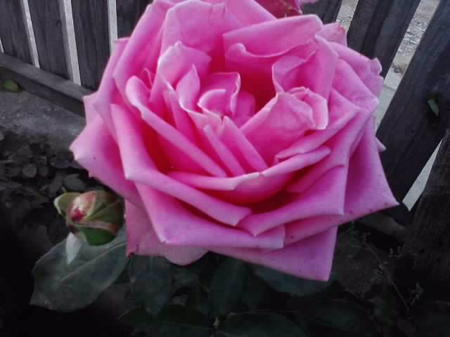 P280912_21.25_[02] - roze 2012-2