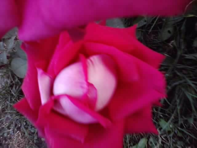 P280912_21.25_[04] - roze 2012-2