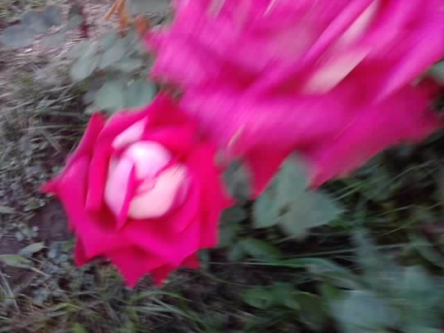 P280912_21.25_[05] - roze 2012-2