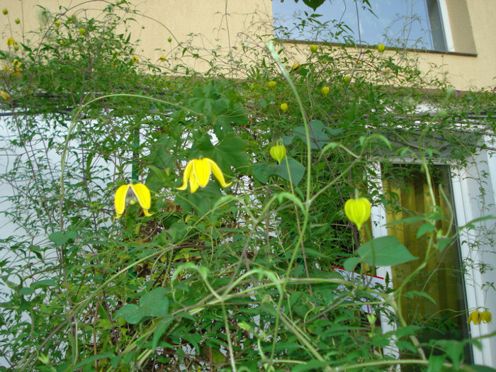 DSC08744 - Clematis 2012