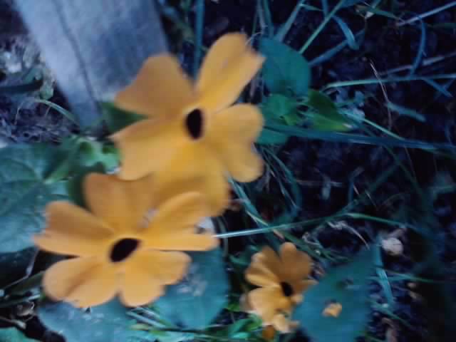 P240912_21.53 - floricele-2012