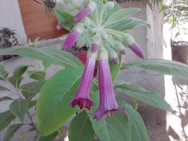 P240912_23.19 - floricele-2012