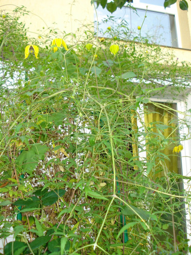 DSC08743 - Clematis 2012