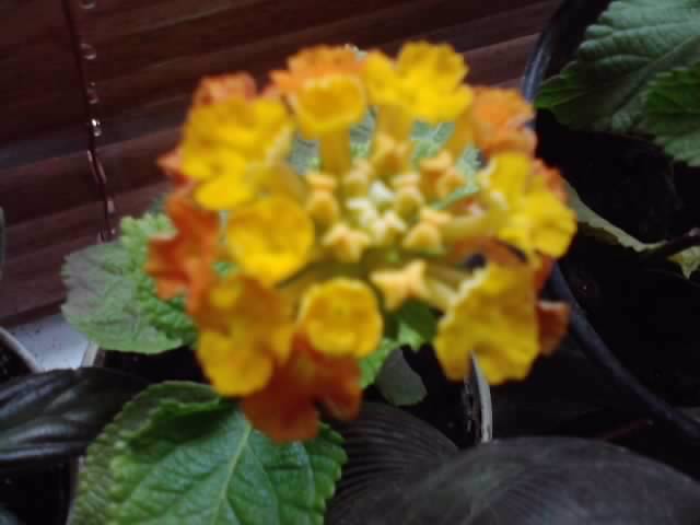 P250912_21.41_[01] - floricele-2012