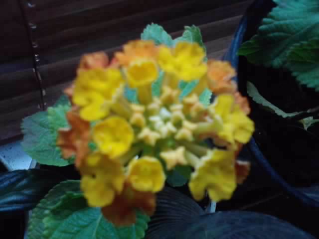 P250912_21.42 - floricele-2012