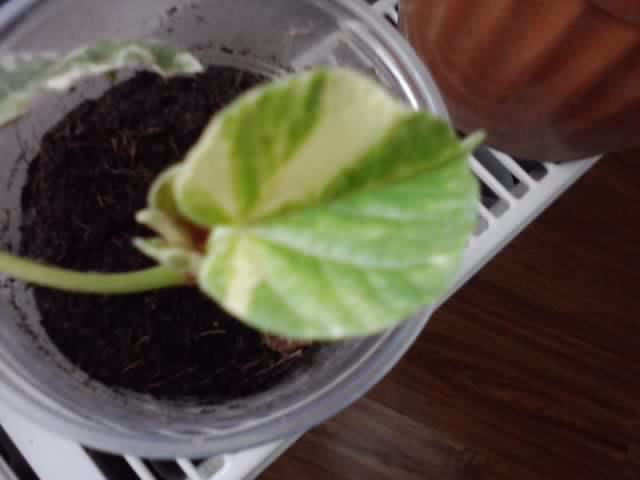 tialiceus - floricele-2012
