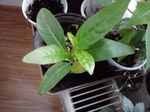 cestrum alb - floricele-2012