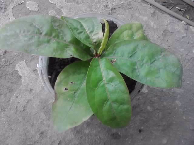 plumbago rosu - floricele-2012