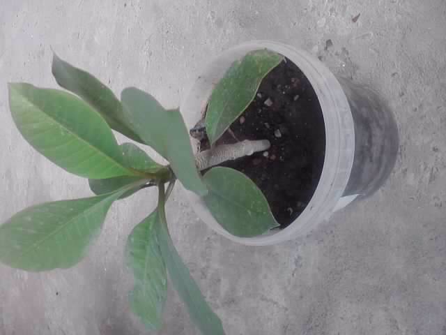 plumeria alba din seminte - floricele-2012