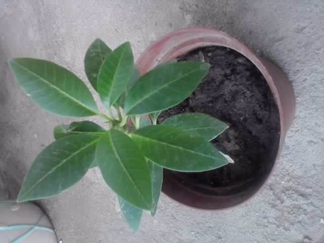 plumeria rosie - floricele-2012