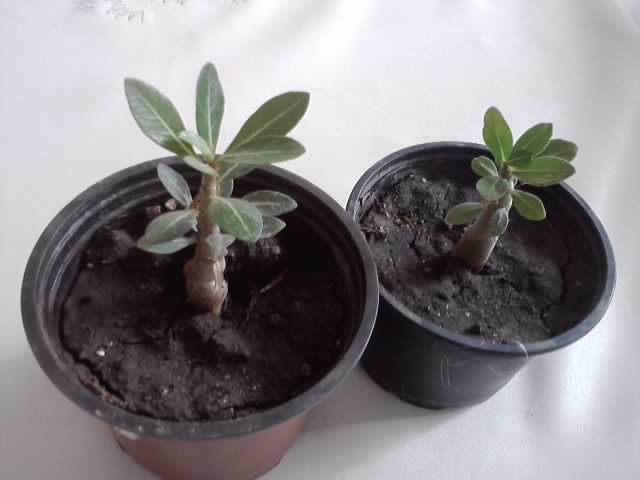adenium din seminte - floricele-2012