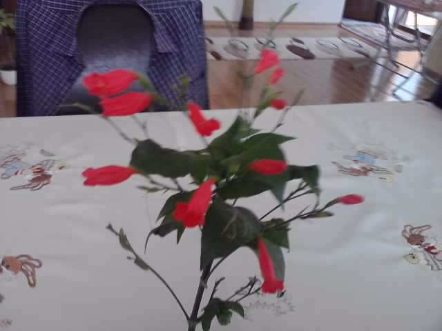 P260912_00.18_[03] - floricele-2012