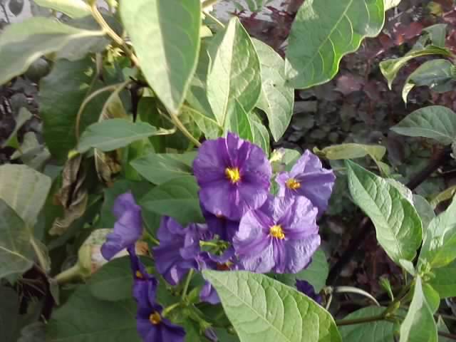 P260912_22.29_[04] - floricele-2012