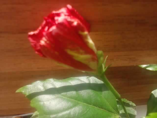 P270912_01.48 - floricele-2012