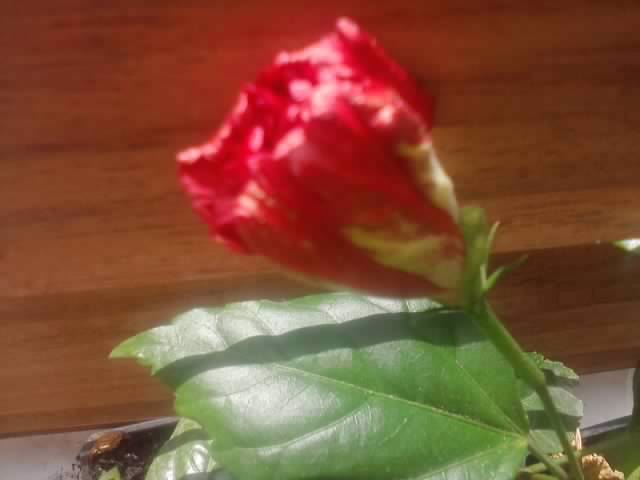 P270912_01.48_[01] - floricele-2012