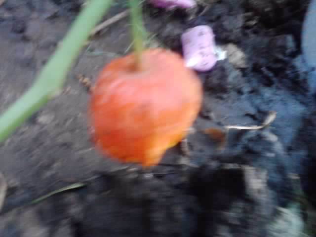 P270912_07.35 - floricele-2012